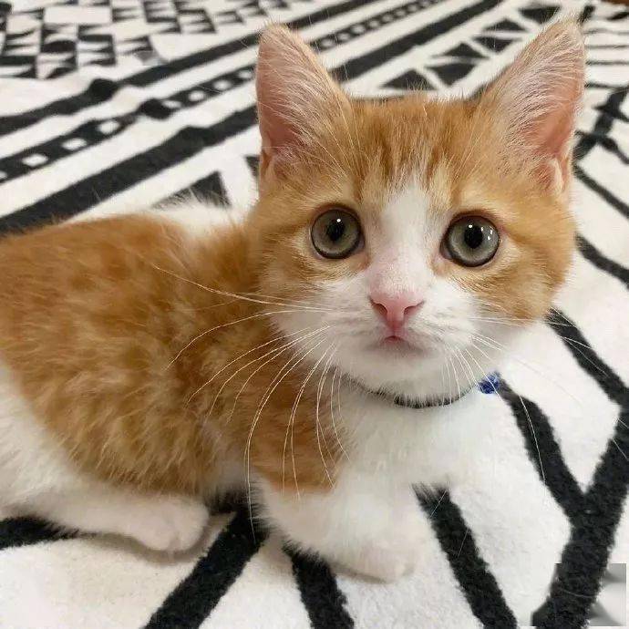 猫咪这睡觉姿势简直可爱到犯规啊!