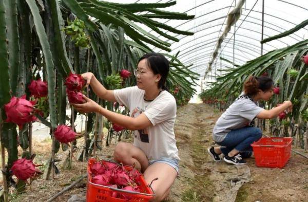 地产|巢湖：首批地产火龙果“红火”上市