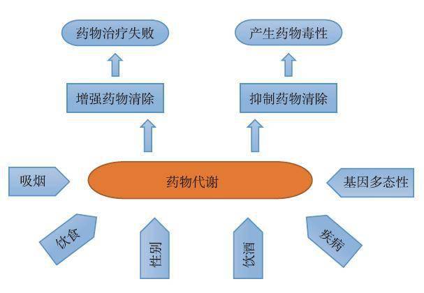 影响药物代谢的因素