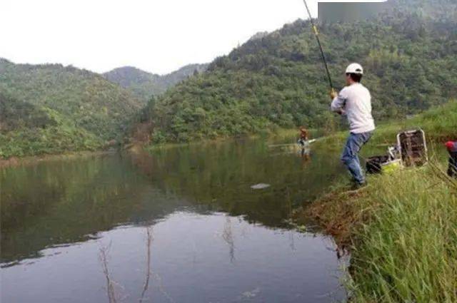 热天|一根竿都钓不过来热天用来擒获鲤鱼