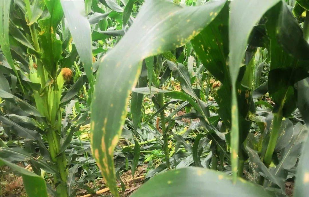 怎样装野猪 737dda6d7e69417295a48c6b903003a2.jpeg