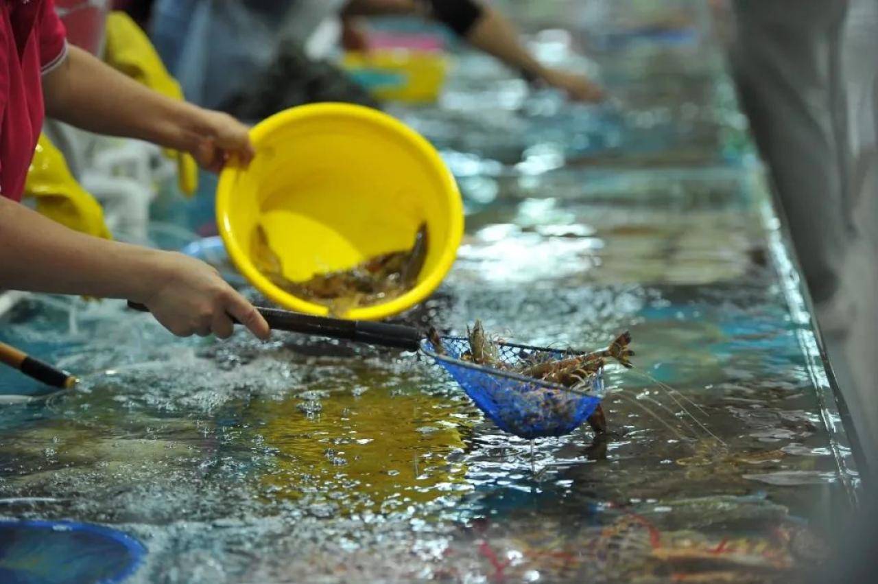 厄瓜多尔|六问“南美白对虾”：你是谁？为什么要从厄瓜多尔进口？