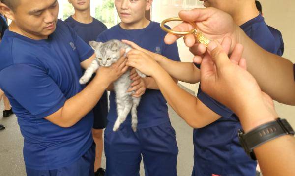 脖子|神操作！3万元金镯子卡住猫头！保猫还是保镯子？