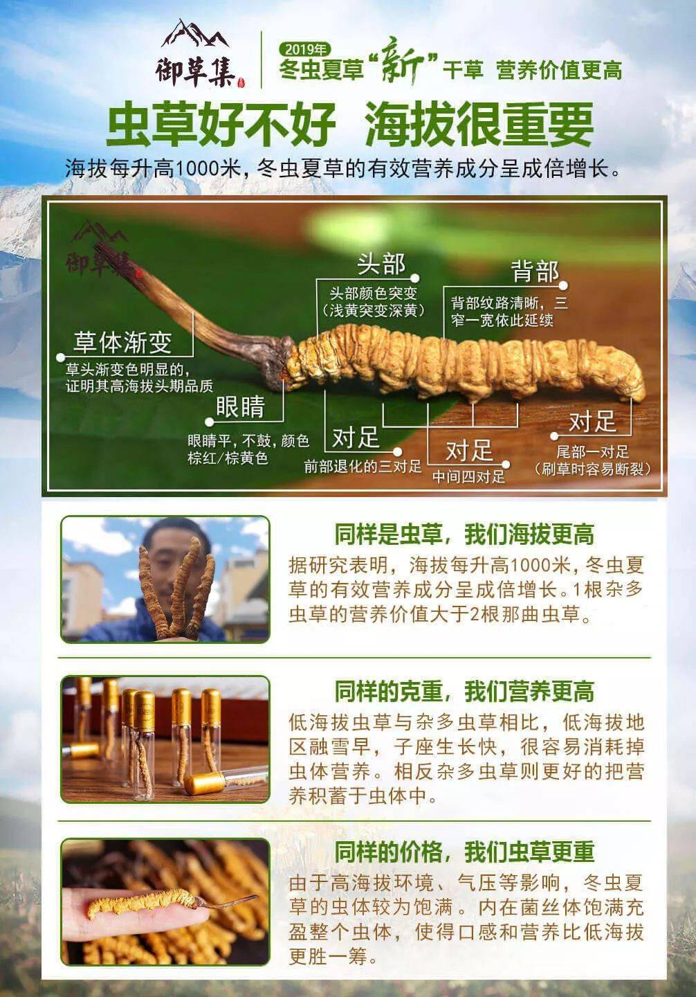 藏民告诉你一斤虫草到底值多少钱！别再被商家忽悠花冤枉钱了！