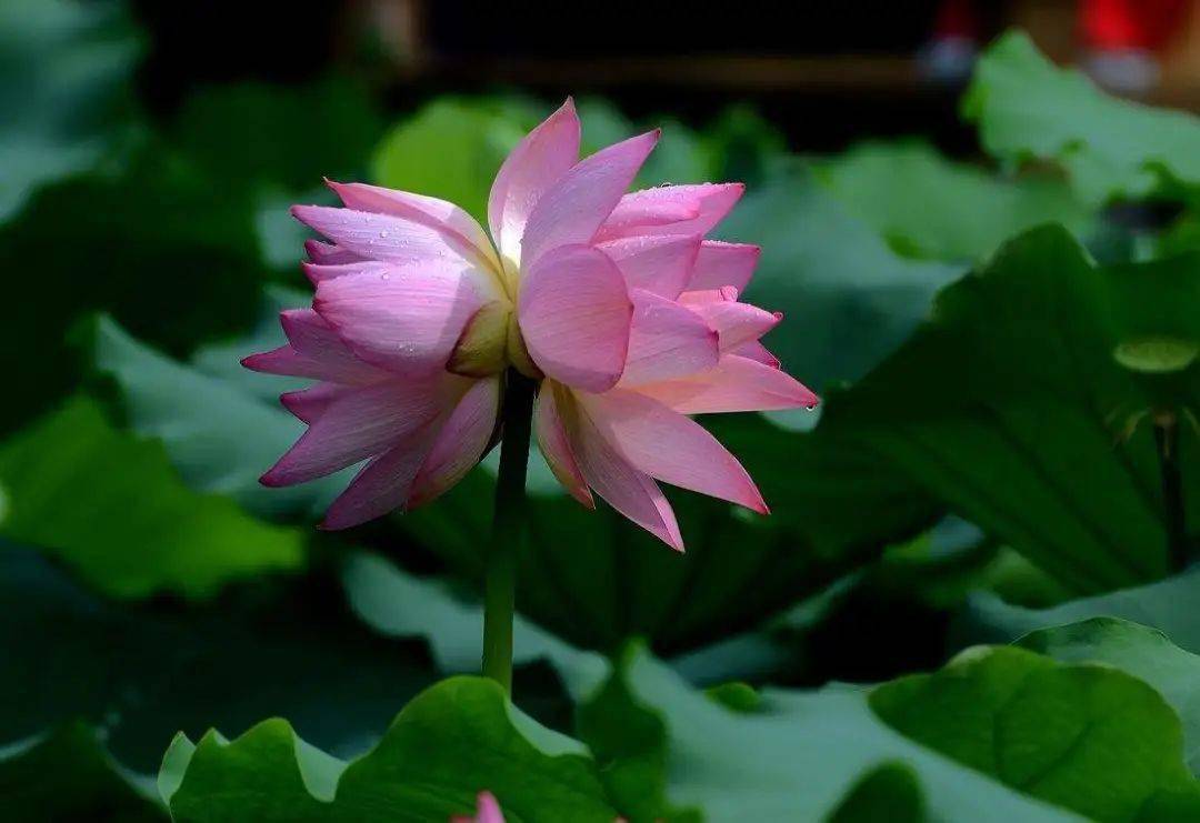并蒂莲花开,好运自然来!