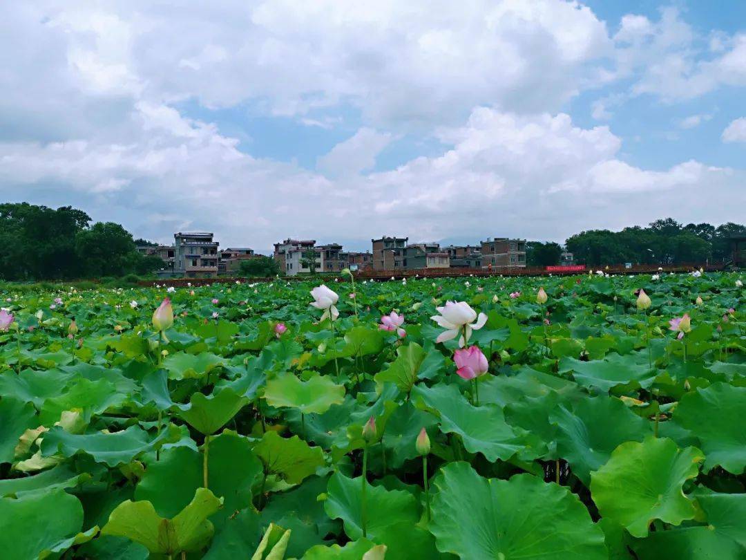 村民收入增加,持续提高美丽乡村建设水平,成为保护绿水青山,建设幸福