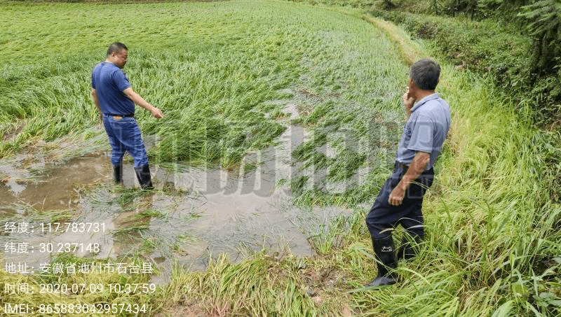洪水导致各地大片农作物被淹,损失惨重!_受灾