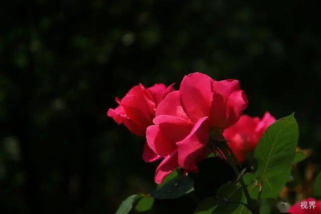 沈阳的市花是什么?