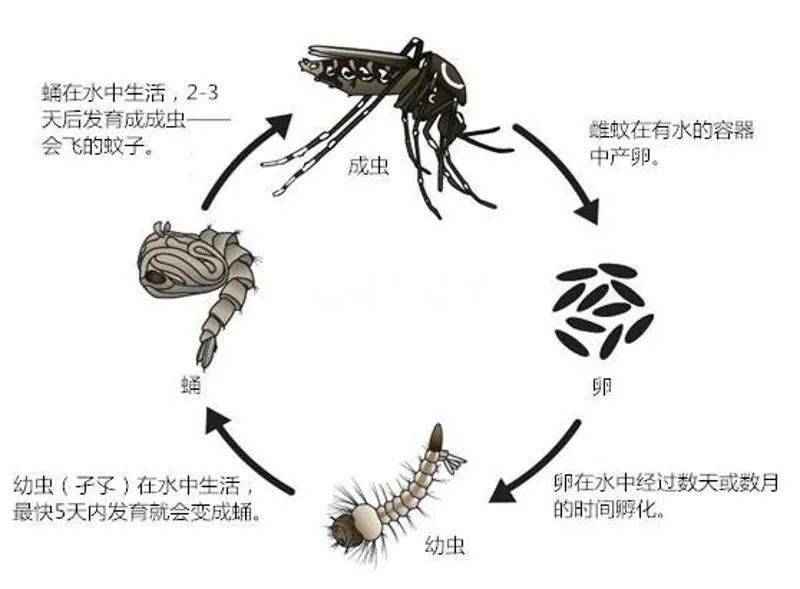 小小的蚊子,每年能"杀死"70万人!