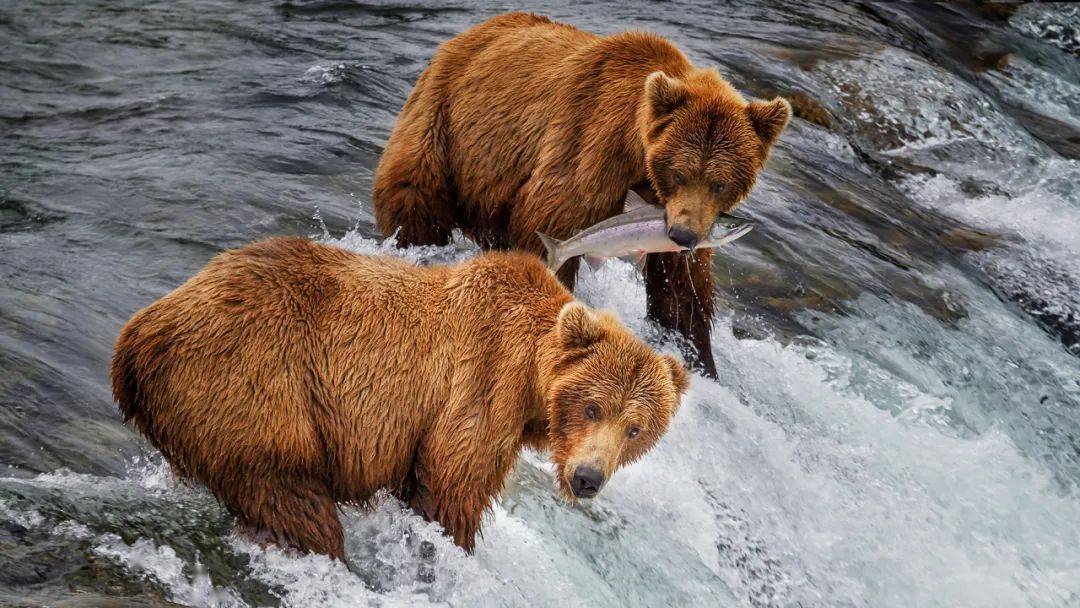 日读一图棕熊抓鱼杨柳青摄