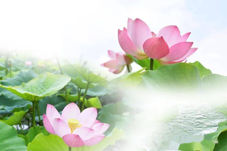 小荷才露尖尖角猜一成语_小荷才露尖尖角图片(2)