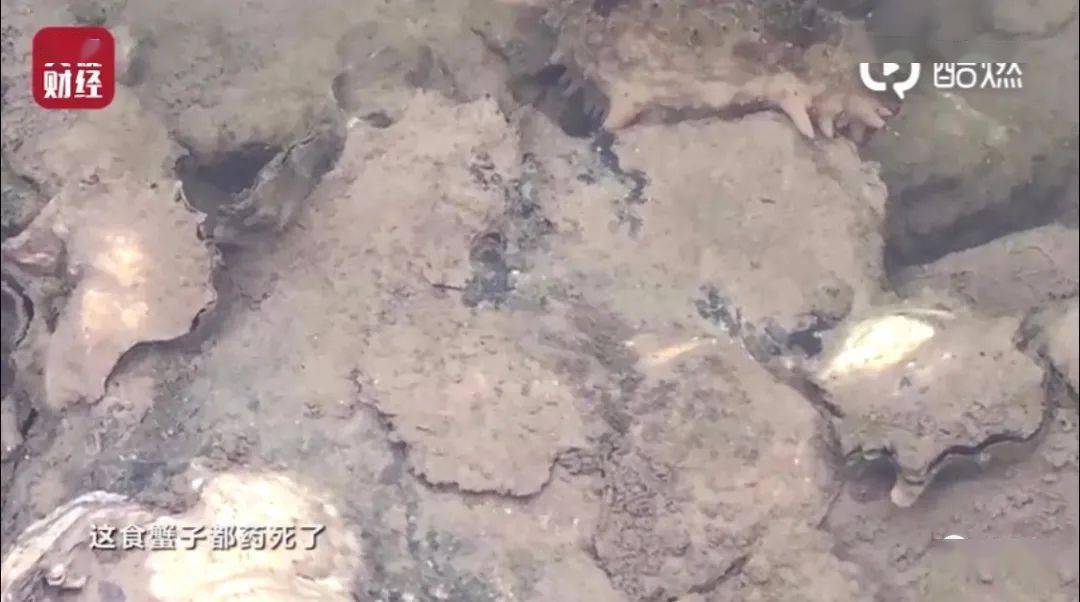 海参|汉堡王、万科、宝骏、趣头条等被央视“3·15”点名！多家企业排队致歉