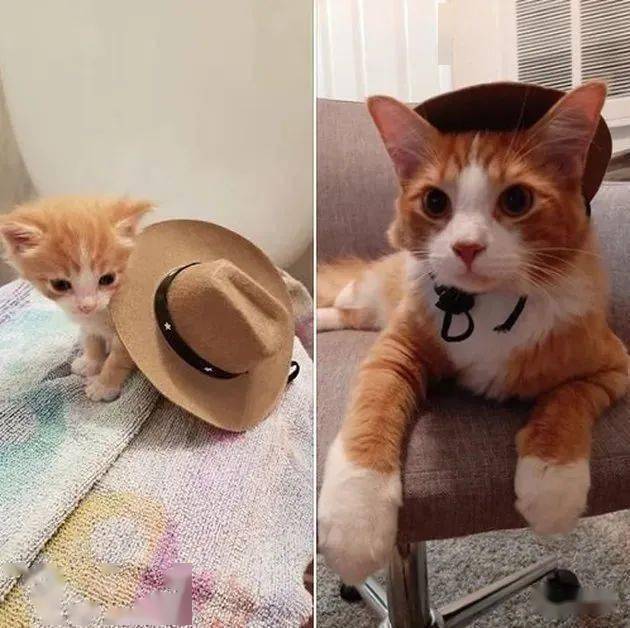 同一顶帽子,同一只猫