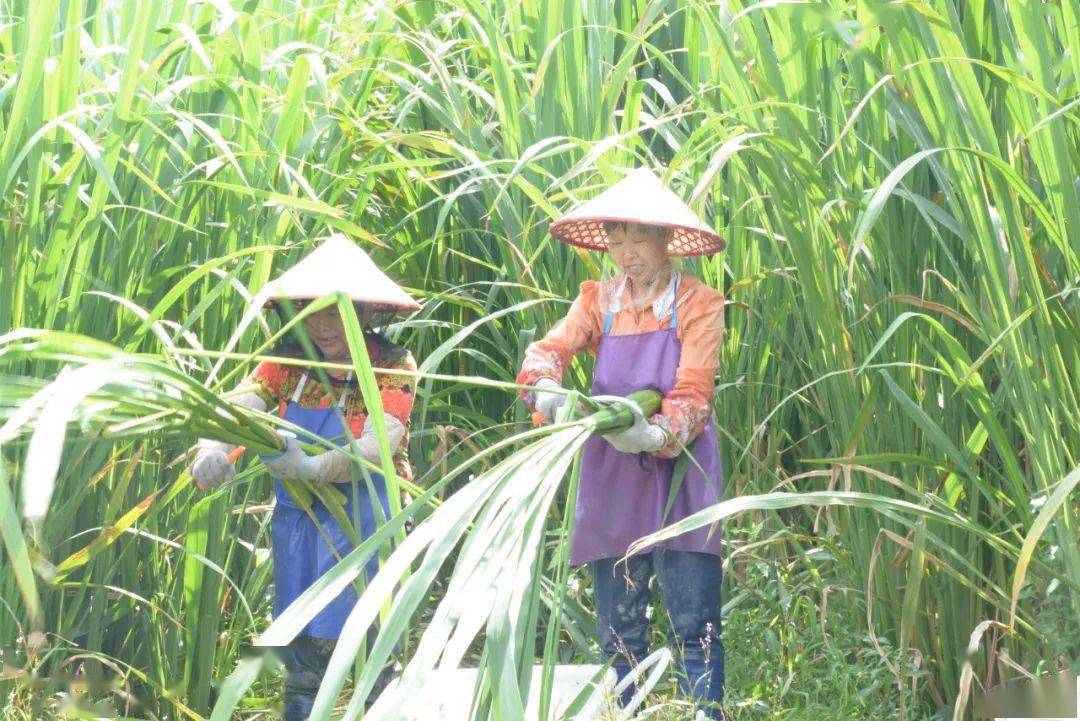 台江县:茭白喜获丰收 产业扶贫见成效