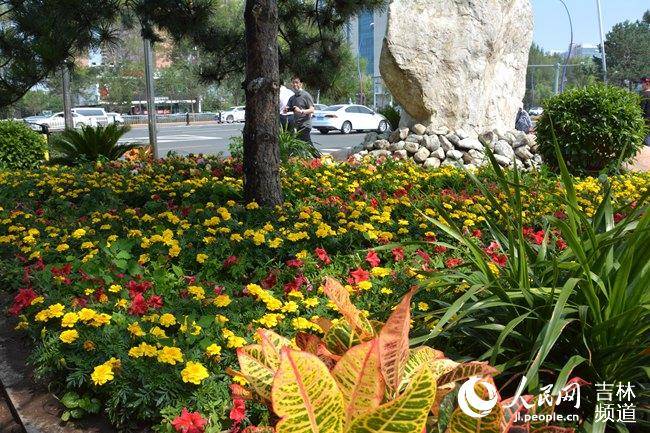 城市|长春加快建设绿色城市 “拆围透绿”让市民“享绿”