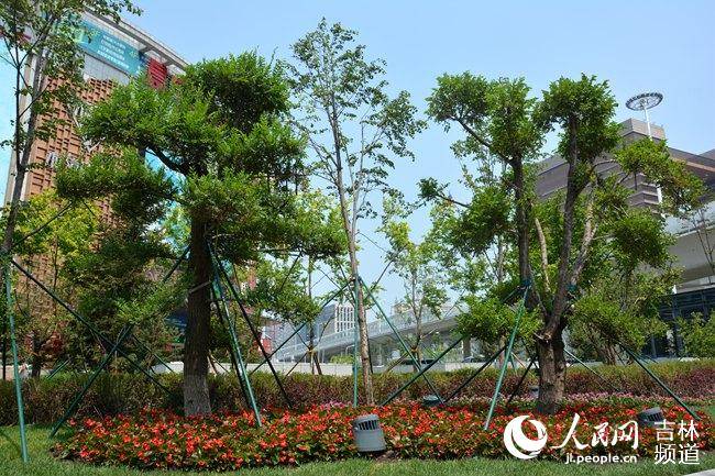 城市|长春加快建设绿色城市 “拆围透绿”让市民“享绿”