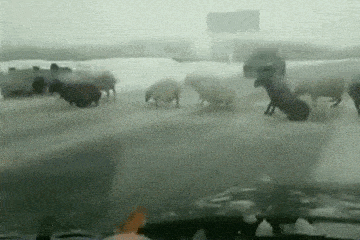 搞笑gif:确认过眼神,可惜没遇上对的人_妹子