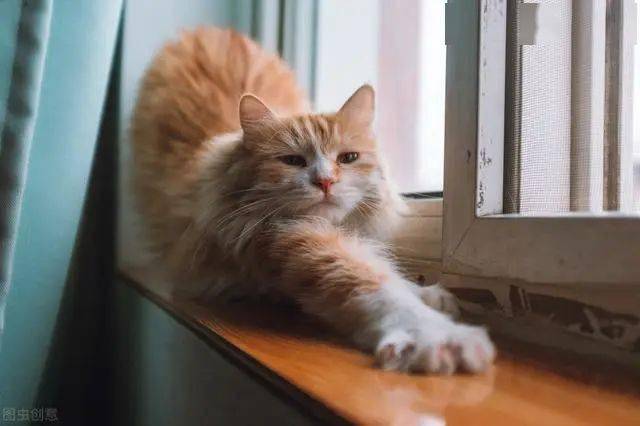 猫喜欢"伸懒腰"是因为累了?很多人理解错了,其中隐含这7个意思