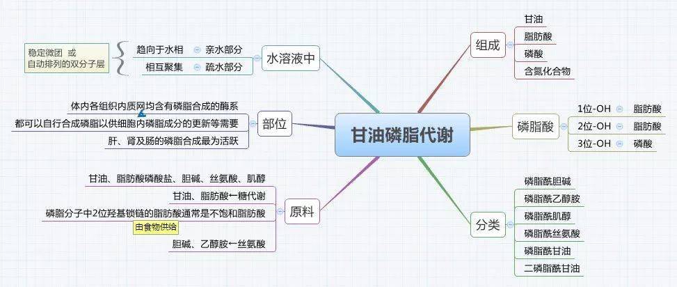 医学生必备生物化学思维导图