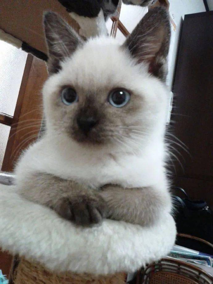 推主家暹罗猫的成长变化,养着养着……这是换了一只猫