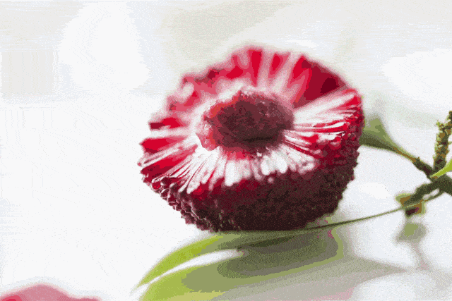 榴莲|这个夏天冰冰凉！网红水果配酒妙方