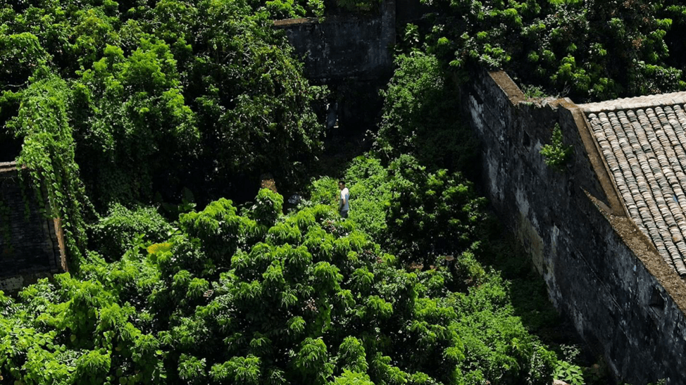 荔枝|广东IT男辞职世界500强回乡，孵化荔枝IP让价格翻了十几倍