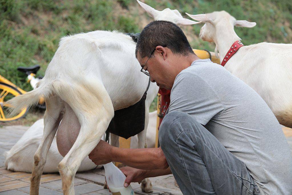 西安:奶羊坐车进城 夫妻现挤现卖_羊奶