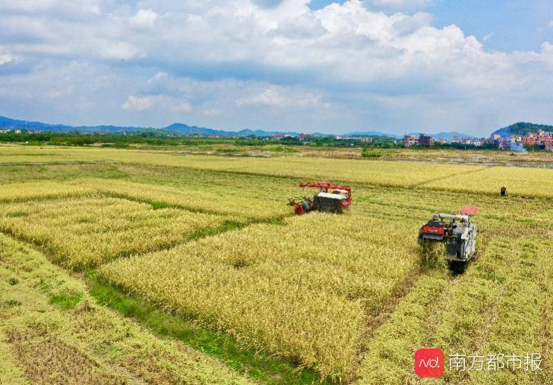 种植|广州早稻收割季：“从化香米”迎丰收，农忙季农民却很清闲