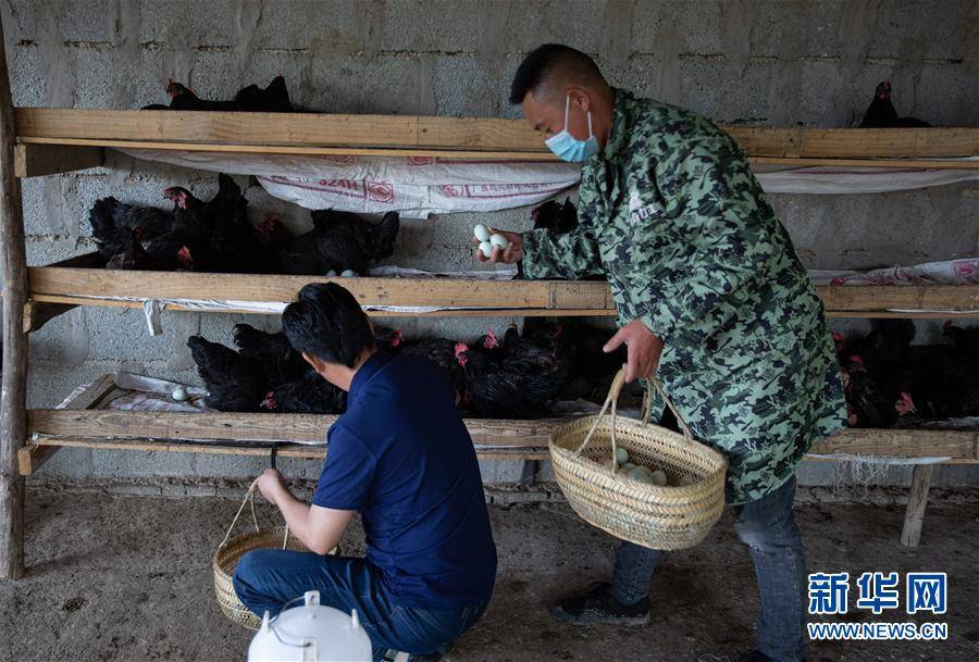 新华社|高原彝乡：“飞鸡”孵出“致富蛋”