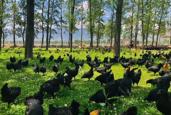 种养殖|高原彝乡：“飞鸡”孵出“致富蛋”