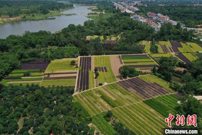 花木|喝好茶、养好虾 河南潢川因地制宜走出致富路