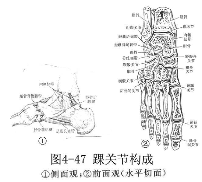 留言解读:关节训练