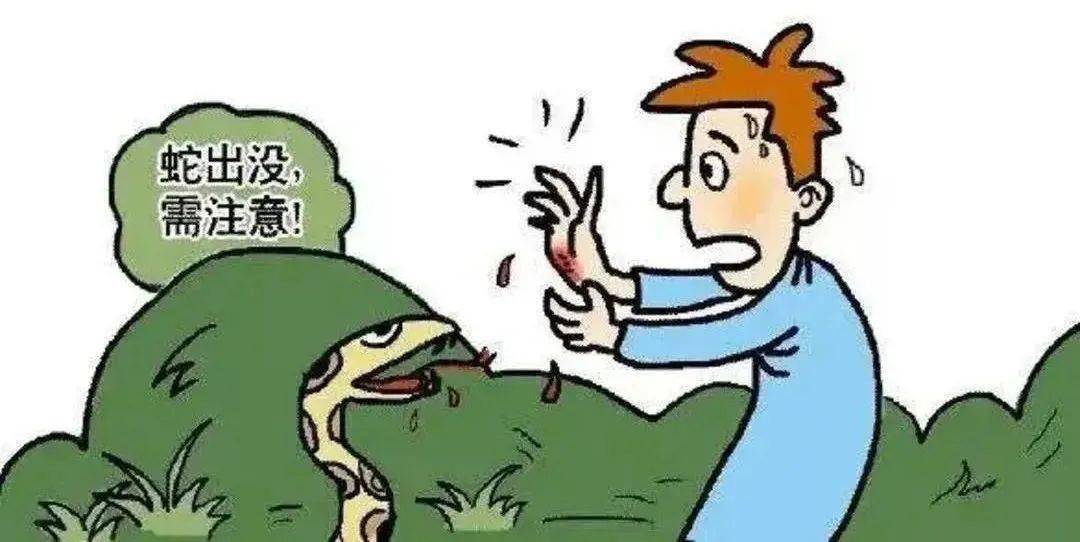 景宁周边|深夜一男子上厕所,被五步蛇咬了!警示:天热它出没了