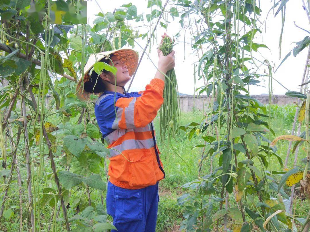 员工|到华新“开心农场”采摘去！大暑