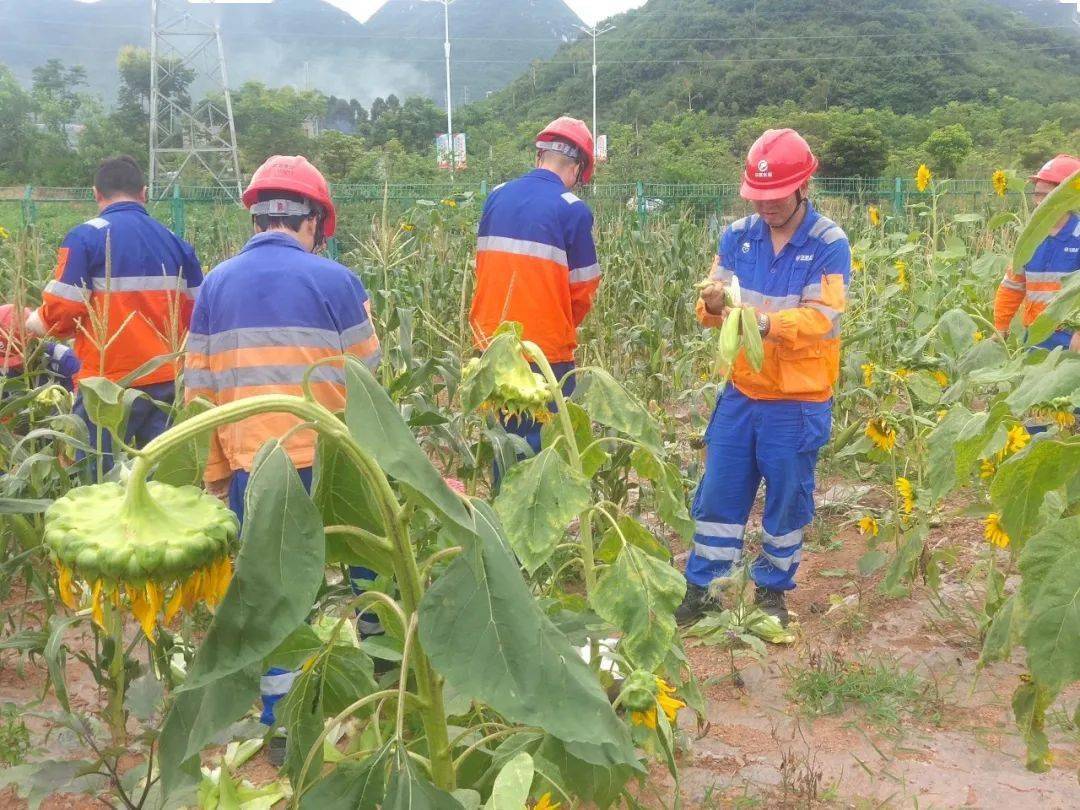 员工|到华新“开心农场”采摘去！大暑