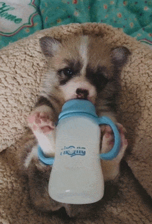 小狗把奶瓶挂在腿上,自助饮奶,小模样让人忍不住想撩