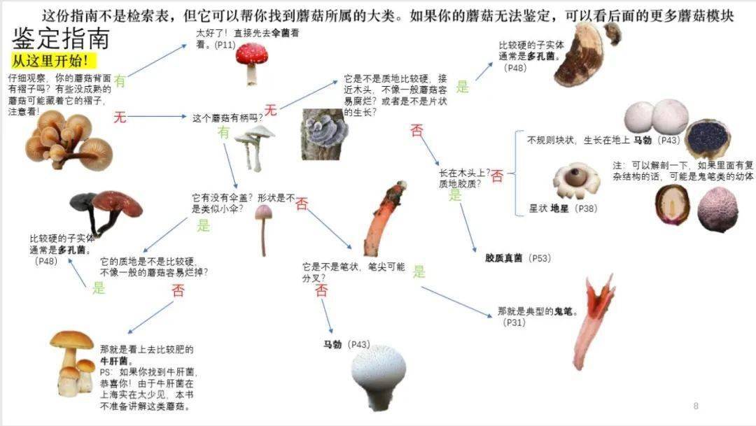 六年级学生做的《上海地区常见蘑菇识别手册》!拿去,不谢!