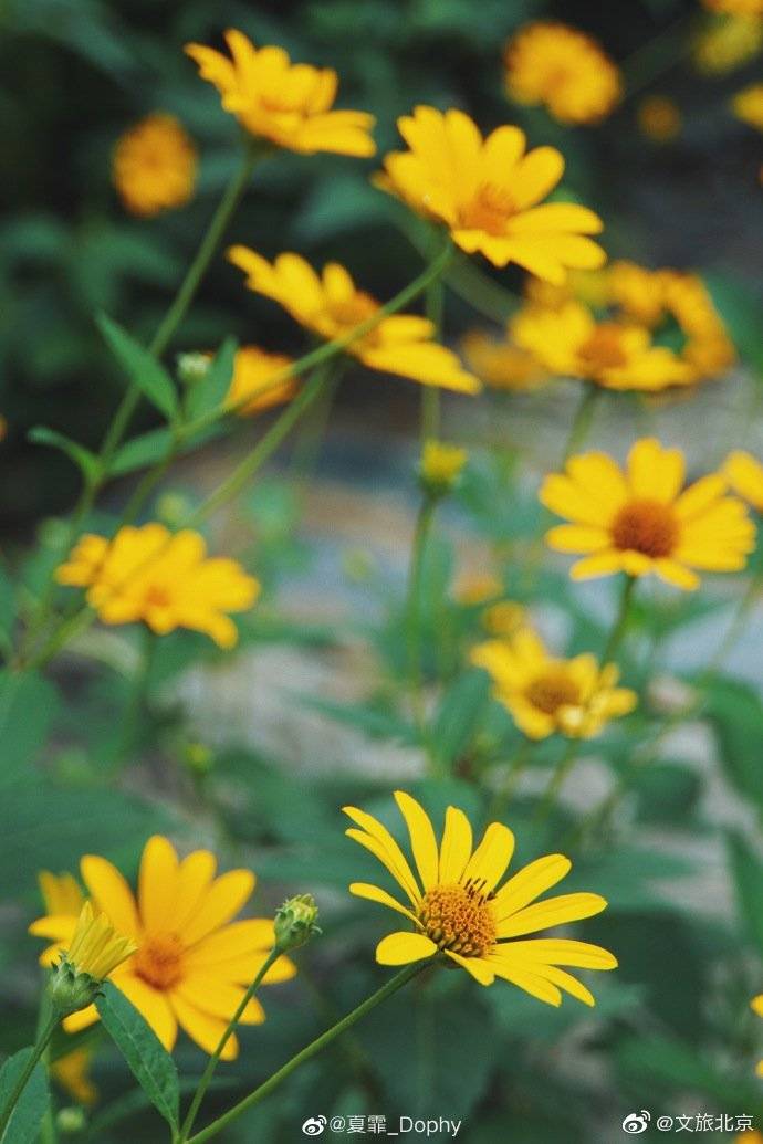 _Dophy|在颐和园品夏花盛放