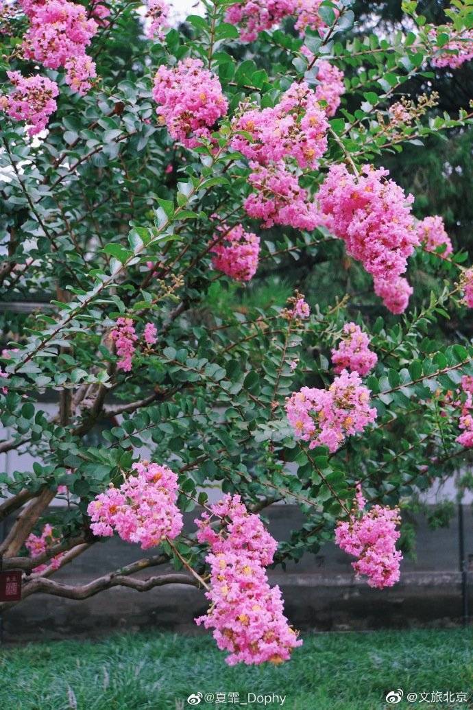 _Dophy|在颐和园品夏花盛放