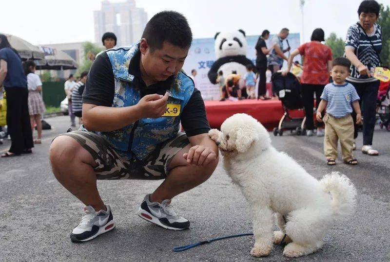 训犬师从狗肉贩子手中救下狗狗 训练一年后表演"萌呆了"