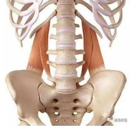 腰痛之第三腰椎横突综合症