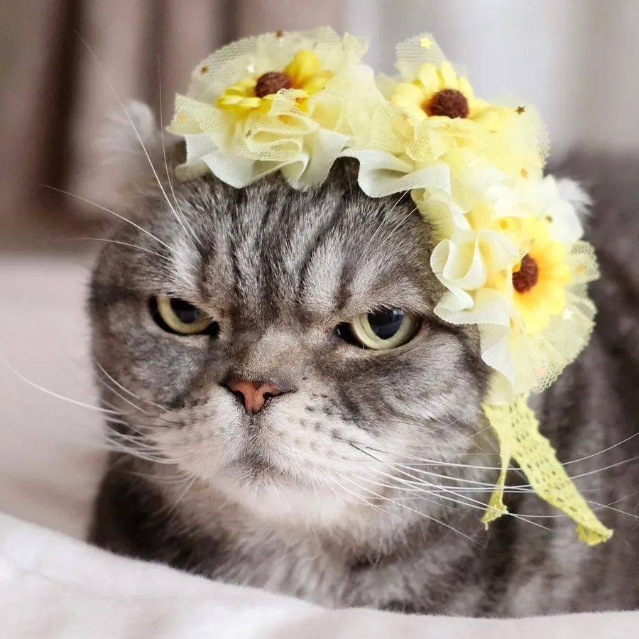宇宙第一超凶猫感觉全世界都欠它一车小鱼干