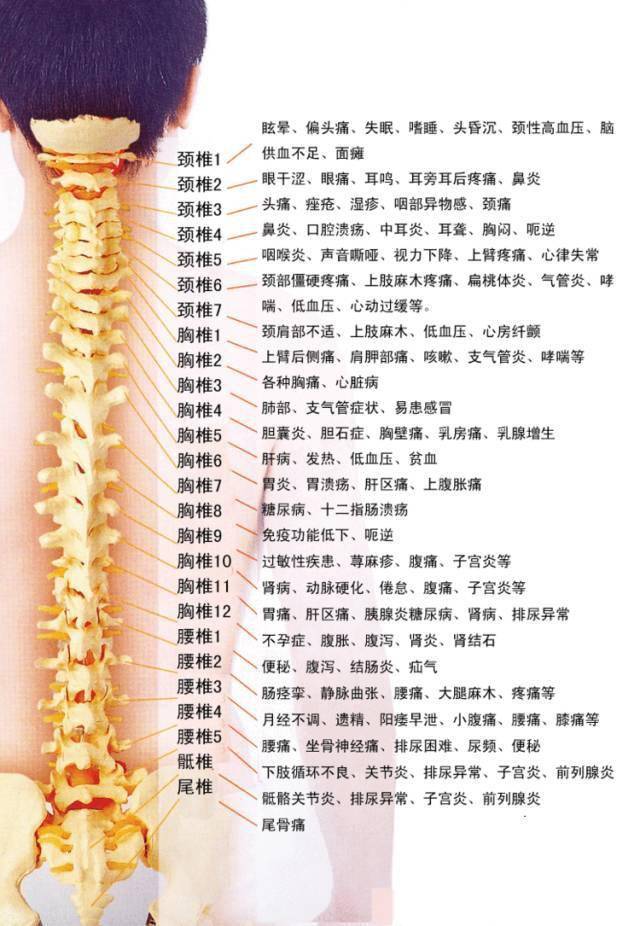 下肢无力怕寒冷,腰腿痛麻至腿肚后外侧月经不调, 骶椎,腰骶关节病变