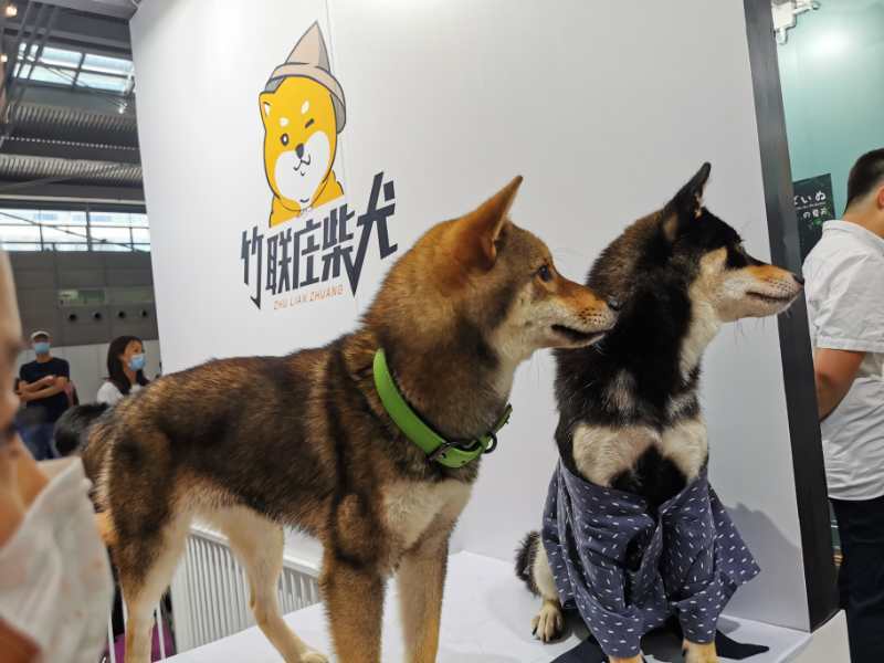 行业|来深圳感受宠萌魅力！疫情后宠物行业或迎转折，小高潮爆发可期