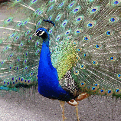 百鸟展奇趣来袭,快来get这份