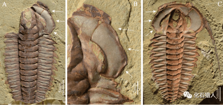 中国早古生代畸形三叶虫十例