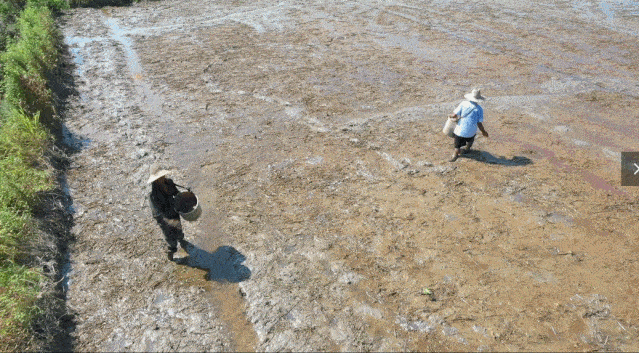 在沿里村的水稻种植基地里