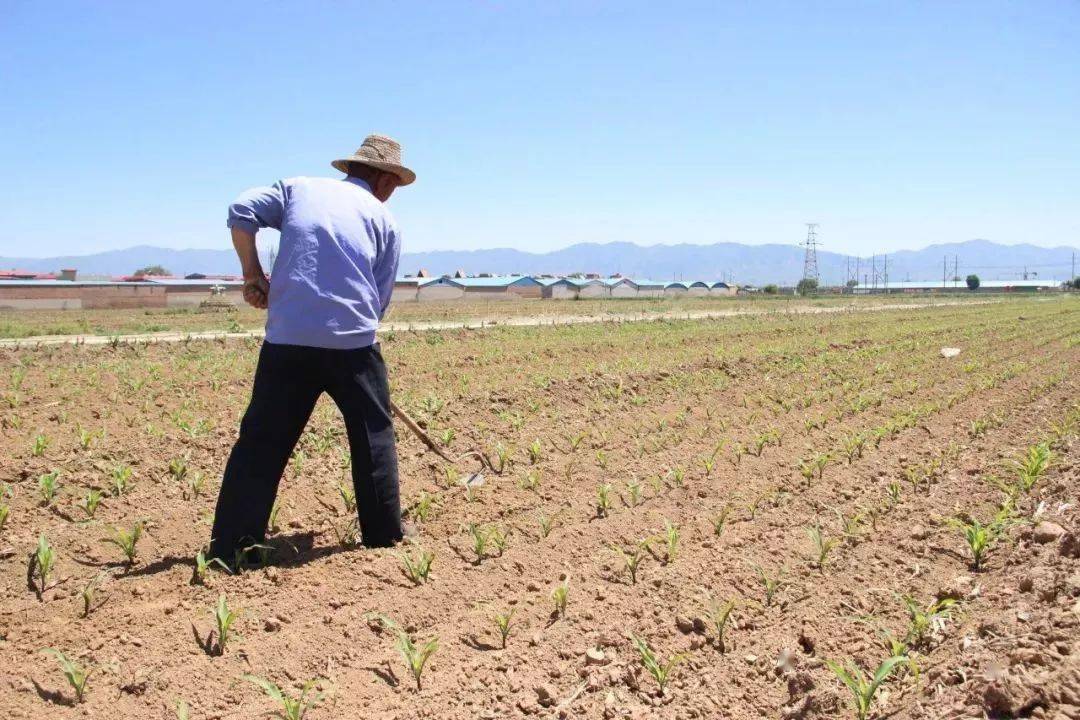 黑珍珠|营养健胃，全家老少都爱吃！玉米界的黑珍珠！香甜软糯