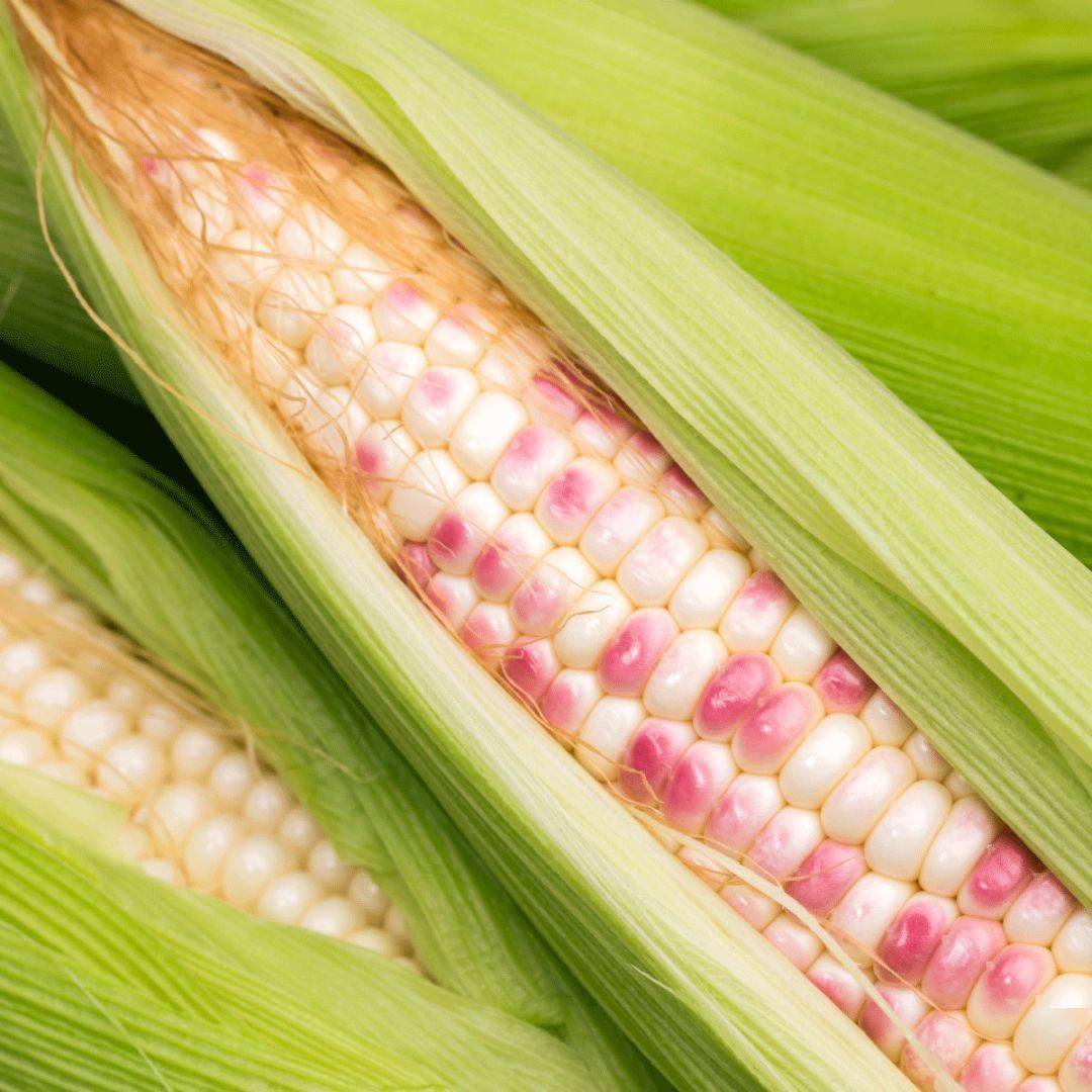 解药|解药很甜思念很玄