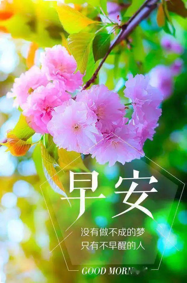 唯美阳光的早安问候祝福表情包图片,正能量早上好问候祝福语图片大全